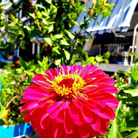 Zante Dahlia Hotel Laganas Bagian luar foto