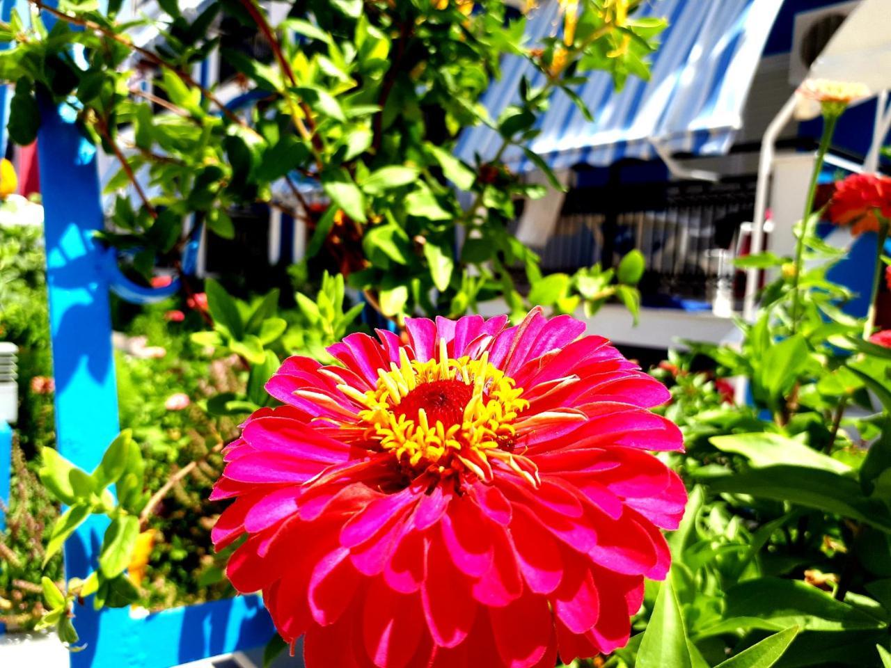 Zante Dahlia Hotel Laganas Bagian luar foto