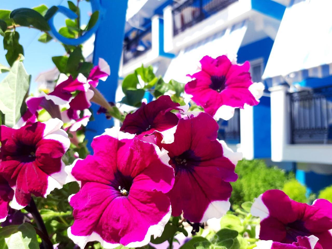 Zante Dahlia Hotel Laganas Bagian luar foto