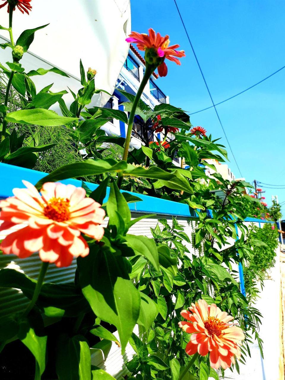 Zante Dahlia Hotel Laganas Bagian luar foto