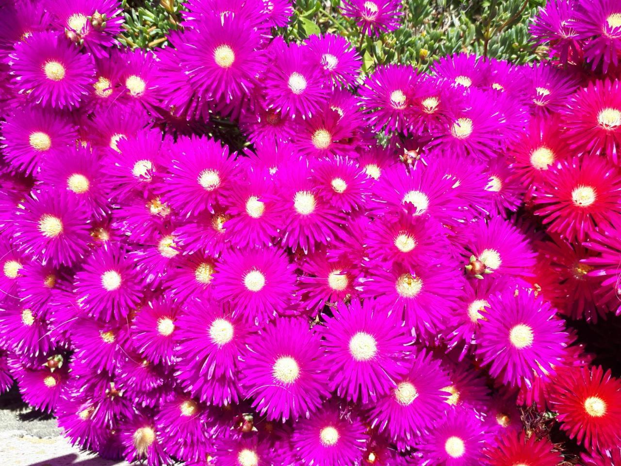 Zante Dahlia Hotel Laganas Bagian luar foto