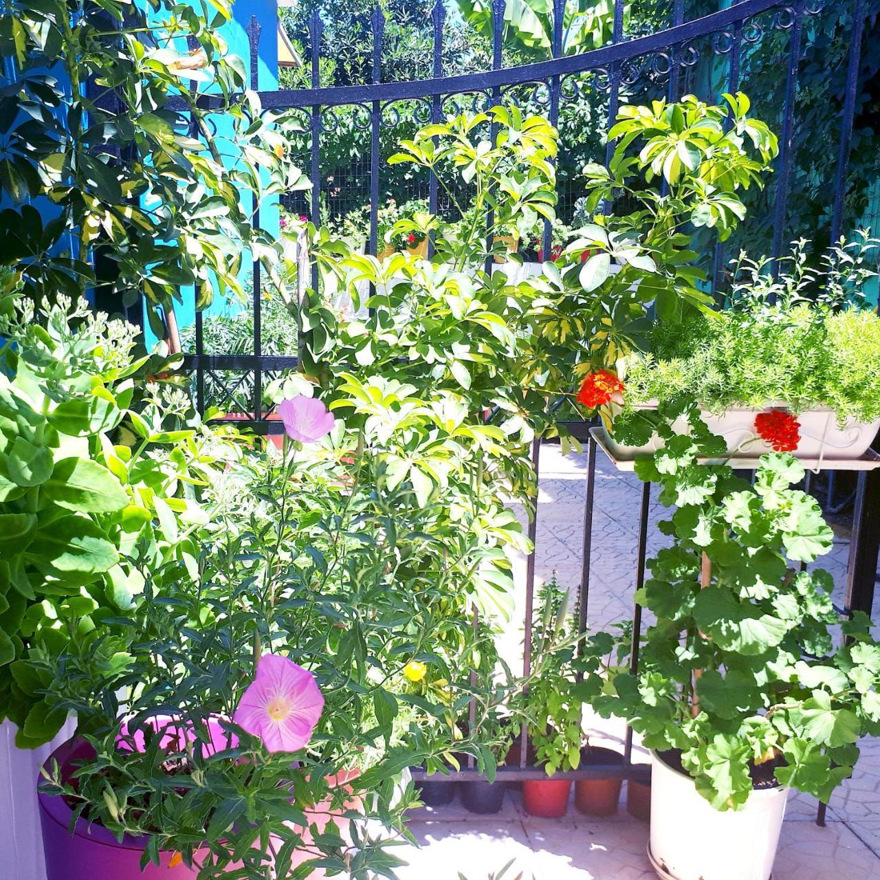 Zante Dahlia Hotel Laganas Bagian luar foto