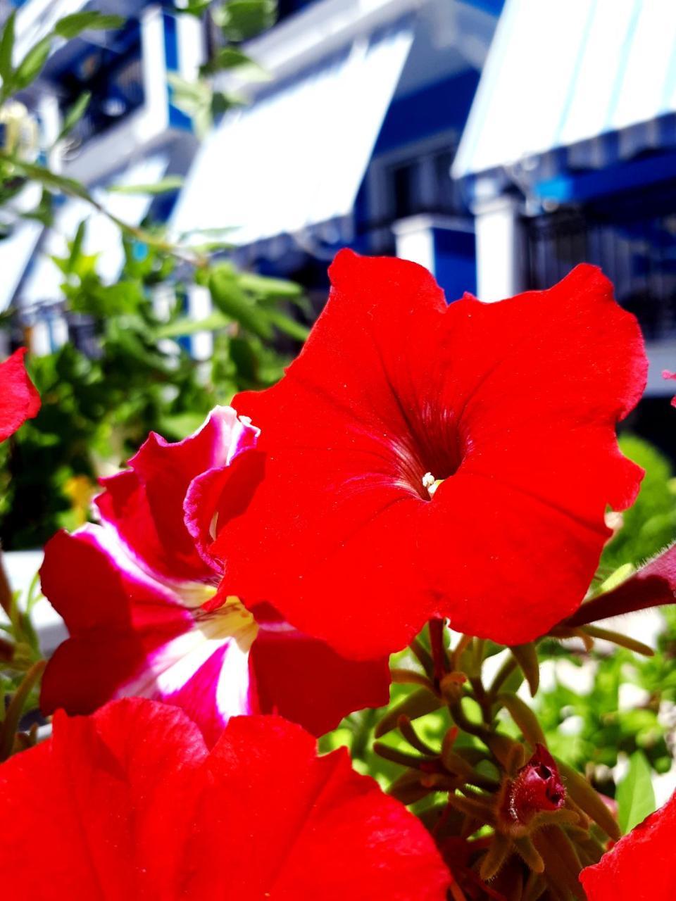 Zante Dahlia Hotel Laganas Bagian luar foto