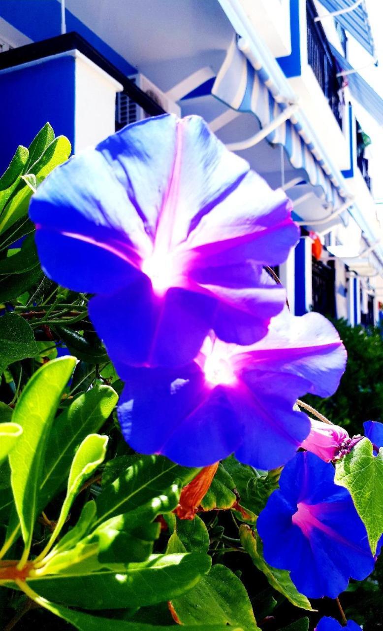 Zante Dahlia Hotel Laganas Bagian luar foto