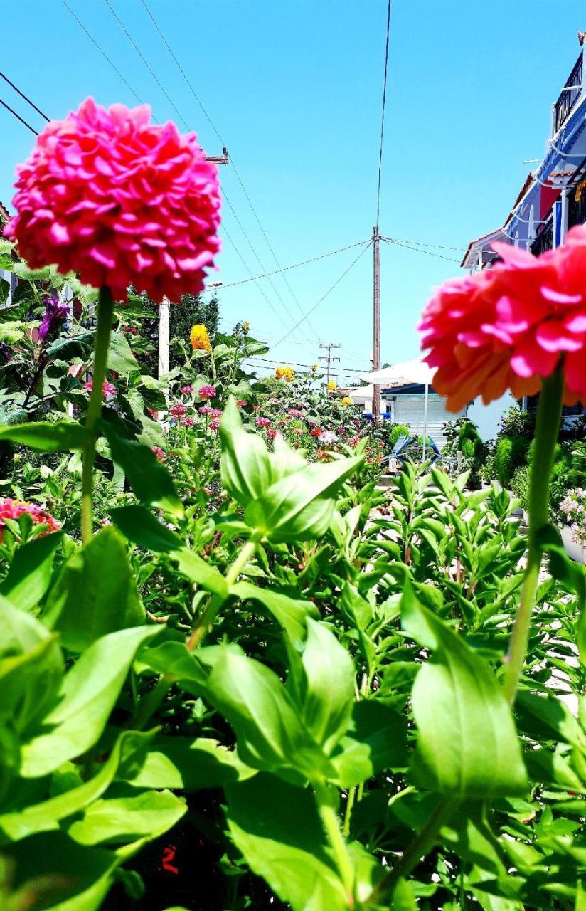 Zante Dahlia Hotel Laganas Bagian luar foto
