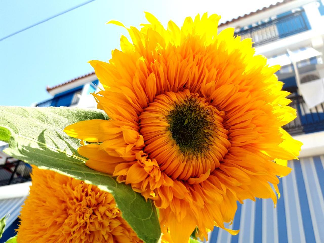 Zante Dahlia Hotel Laganas Bagian luar foto